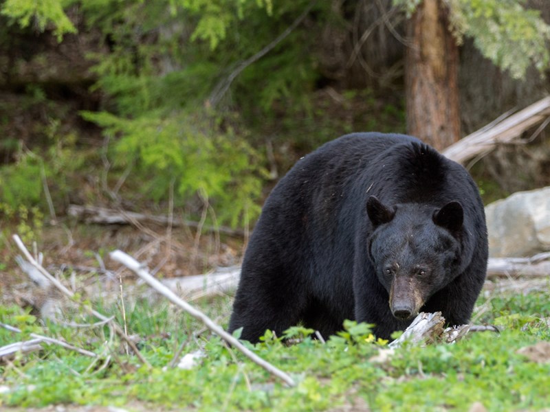 Majestueux ours noir