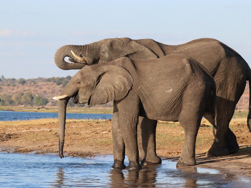 Les éléphants pour lesquels la région est célèbre