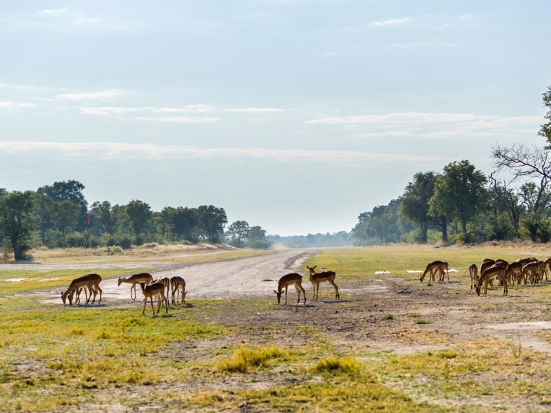 Envolez-vous vers la région de Moremi