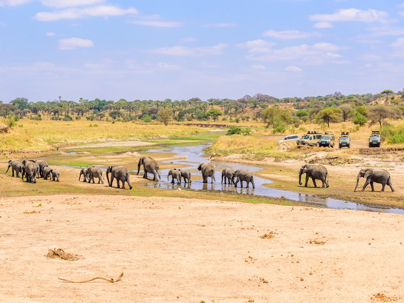 Partez pour un safari en 4x4