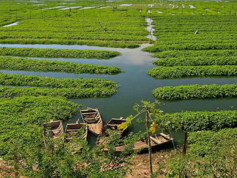 Plantation près de Battambang 