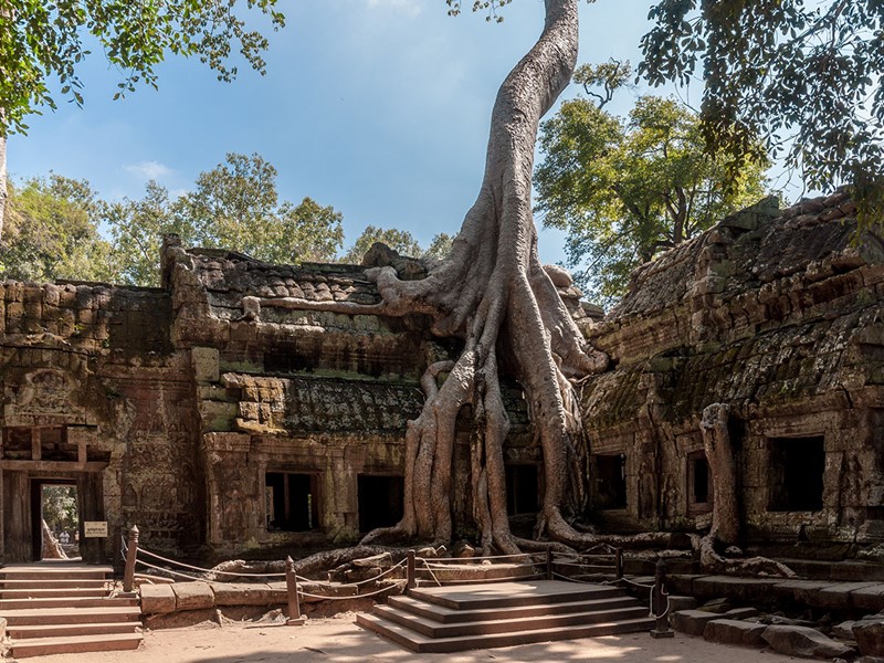 Visite du Temple Ta Prohm à Siem Reap