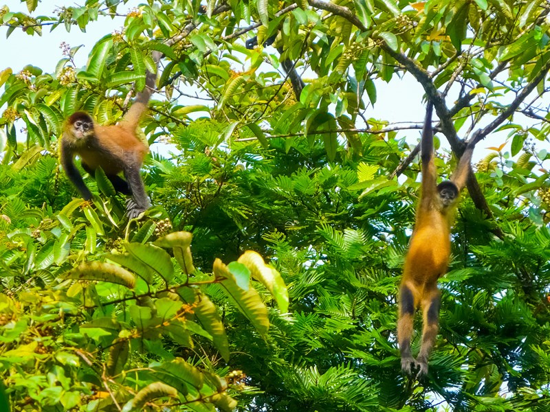 Levez les yeux pendant votre balade dans le parc de Tortuguero