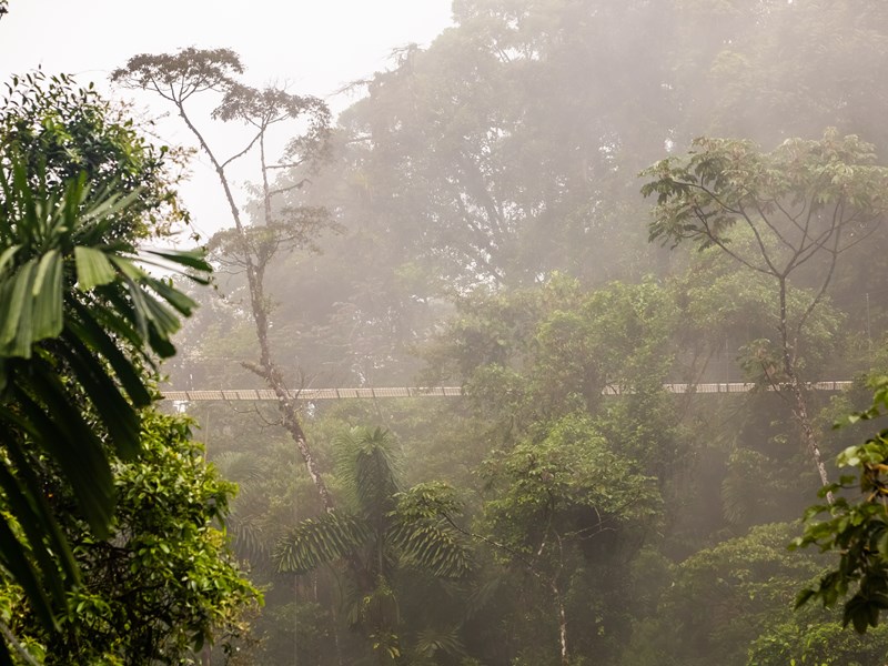 Ambiance mystique sur les ponts suspendus de Monteverde