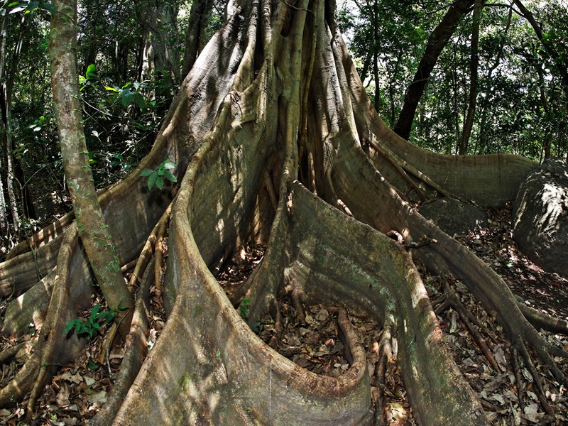 Les racines d'un figuier étrangleur, de la famille des ficus