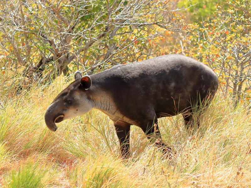 Un tapir dans le parc national de Rincon de la Vieja 