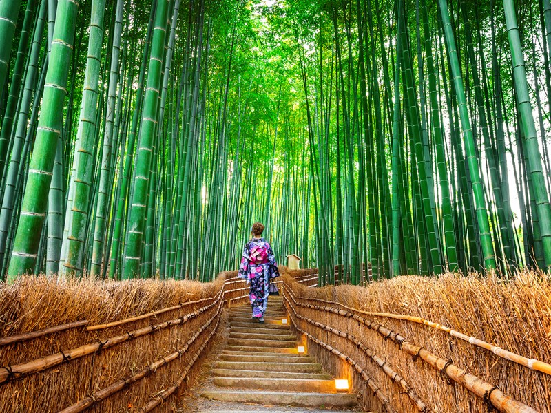 Forêt de bambous à Arashiyama