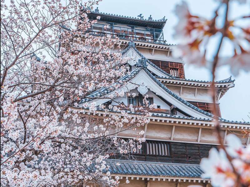 Le château d'Hiroshima au printemps