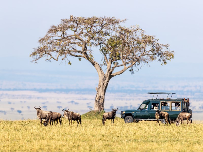 Safari au cœur du Masai Mara 
