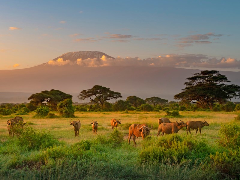 Moments magiques avec la faune sauvage du Parc d'Amboseli