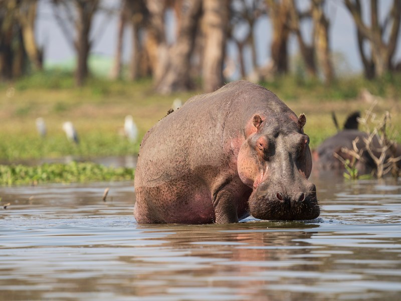 Hippopotames au lac de Naivasha