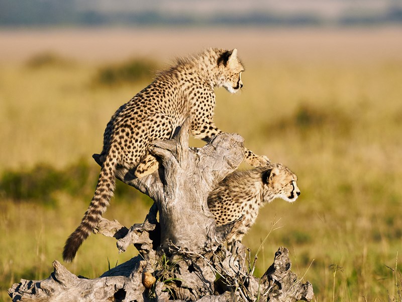 La diversité de la faune kenyane