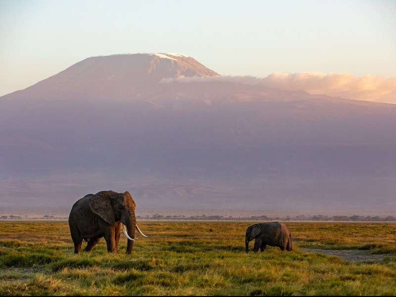Amboseli, sanctuaire des éléphants avec le Kilimandjaro en toile de fond