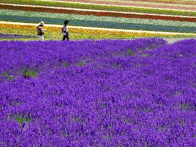 Les champs de lavande d'Hokkaido