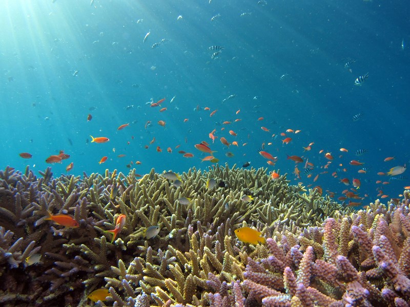 Les fonds marins d'Okinawa