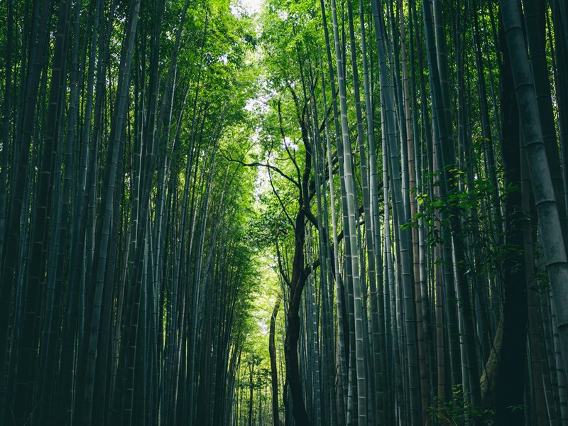 La superbe forêt de bambous d'Arashiyama