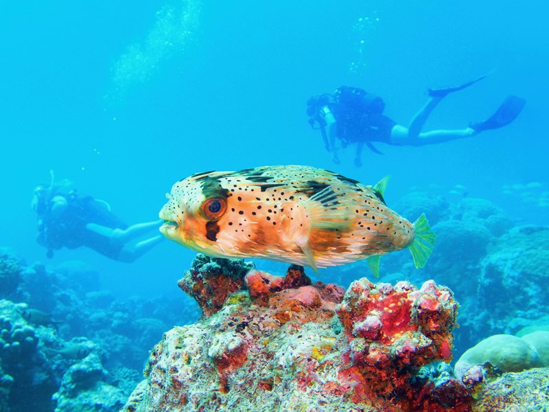 Explorez la barrière de corail de Trou-aux-Biches