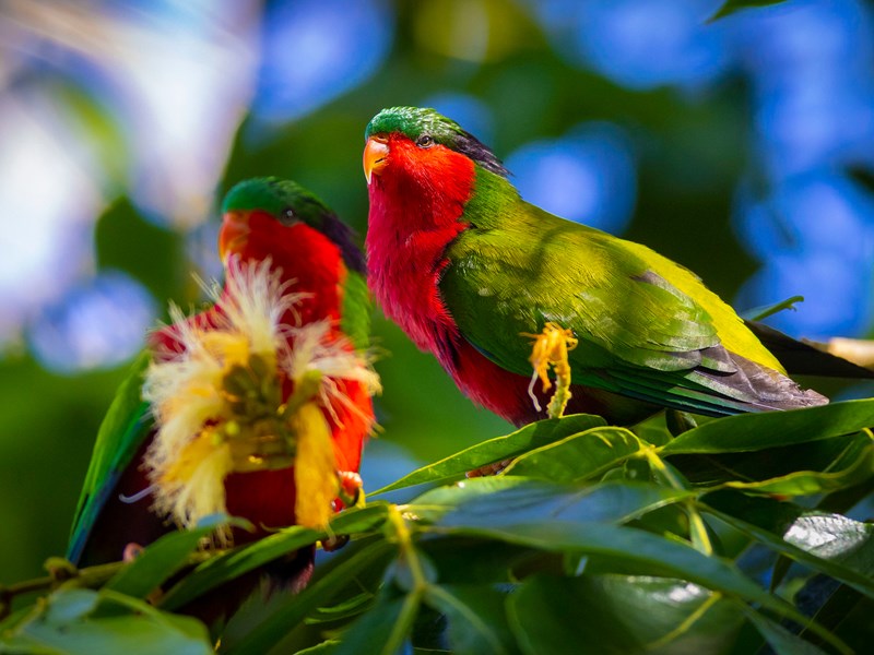Découverte de l’oiseau endémique Lori de Kuhl