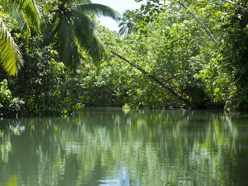 Descente en pirogue sur la rivière Faaroa