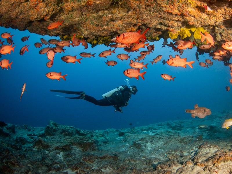 Le sanctuaire des coraux et poissons tropicaux