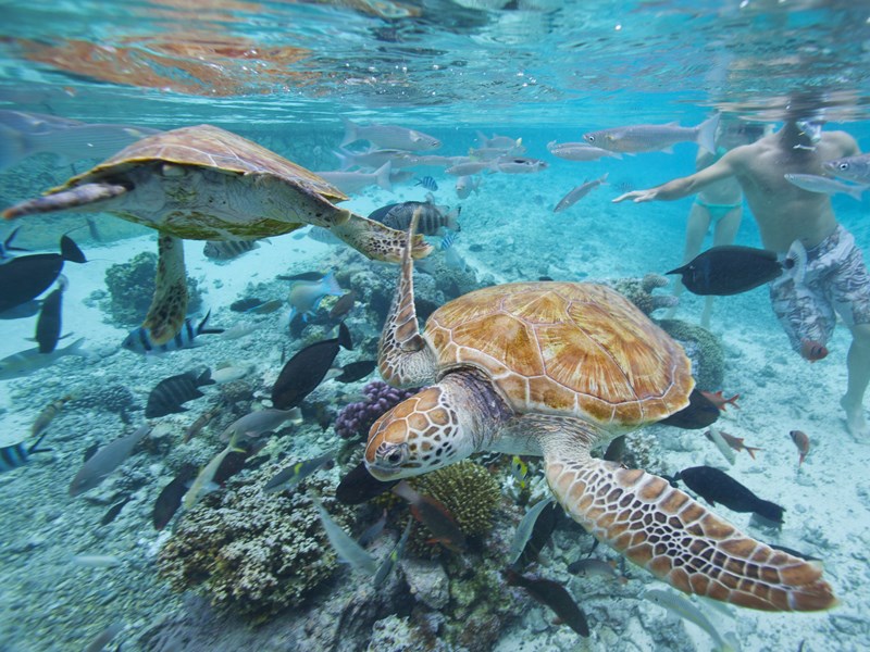 Des exceptionnels fond marins 