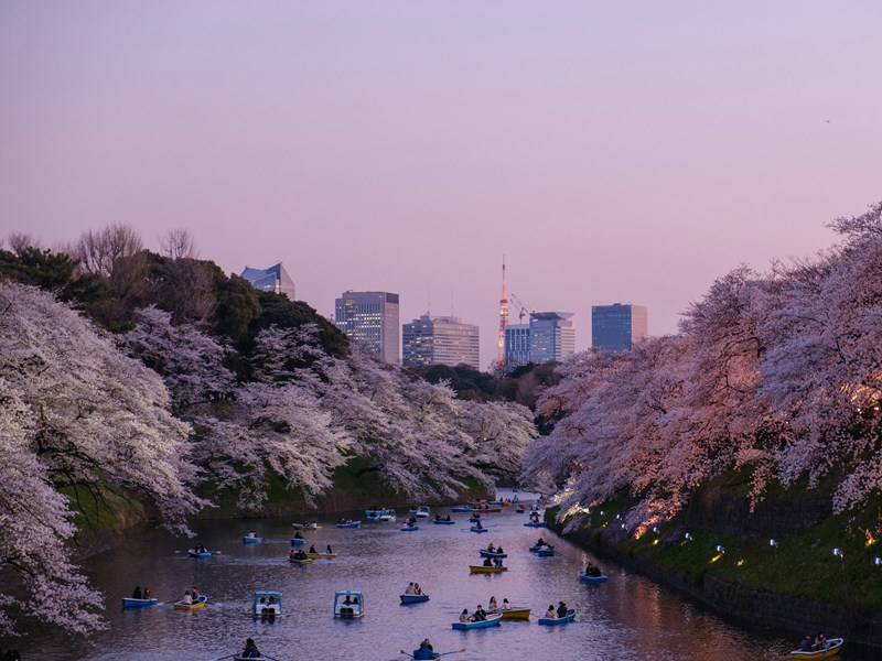 Tokyo et ses cerisiers au bord des rives