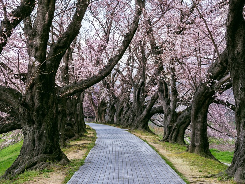 Les promenades de printemps au Japon