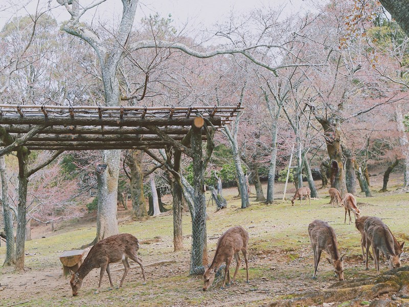 Découvrez Nara et ses biches mythiques