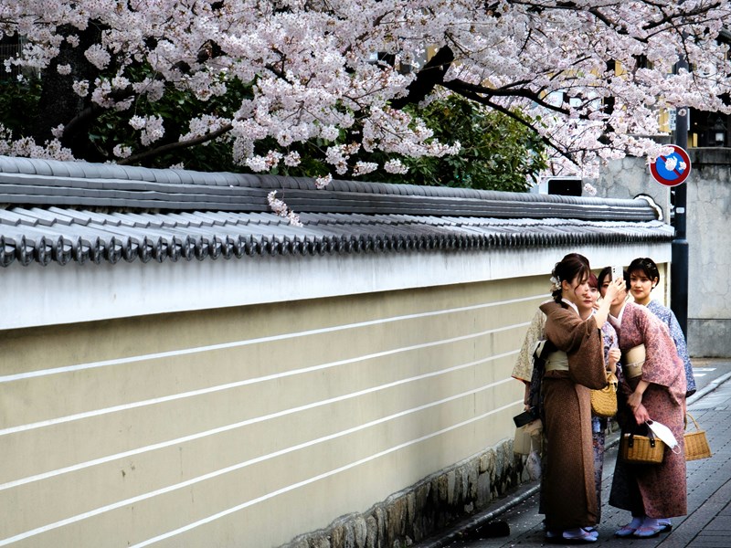 Photos en tenues traditionnelles face aux cerisiers