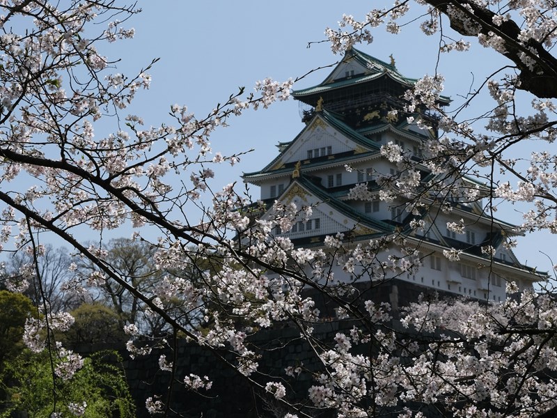 Le château d'Osaka au printemps