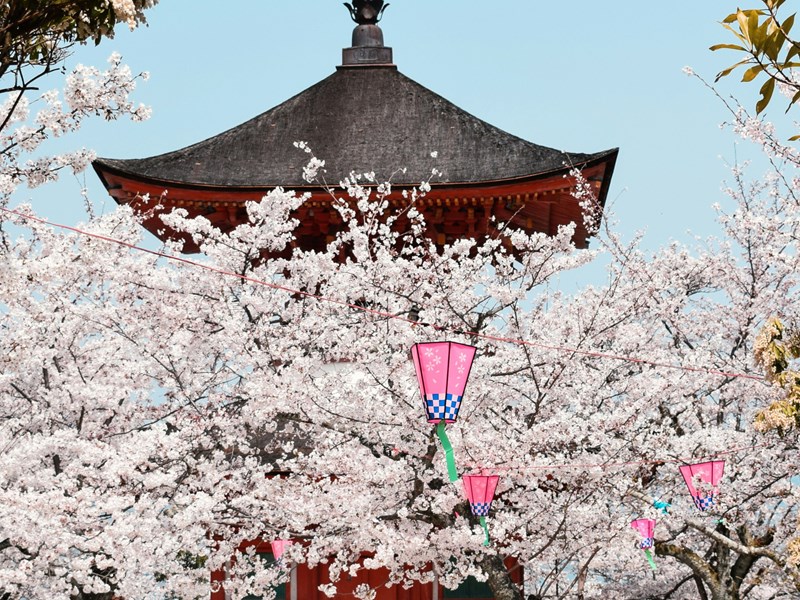 Visitez les temples et leurs jardins en fleurs