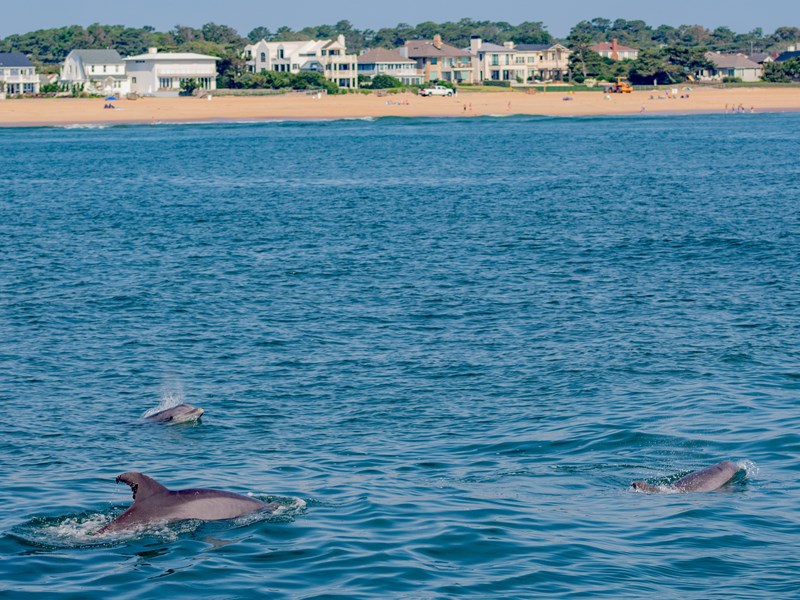 Vous pourrez y voir des dauphins