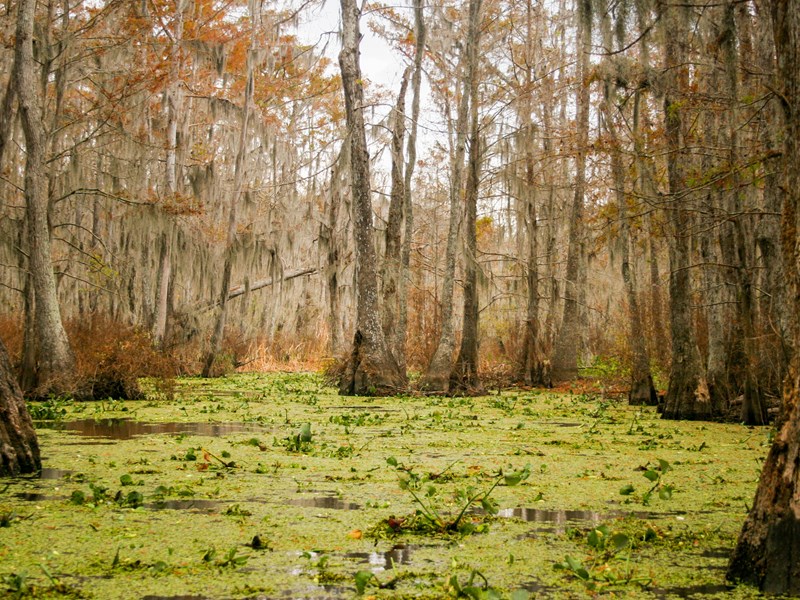 Naviguez dans les bayous de Louisiane