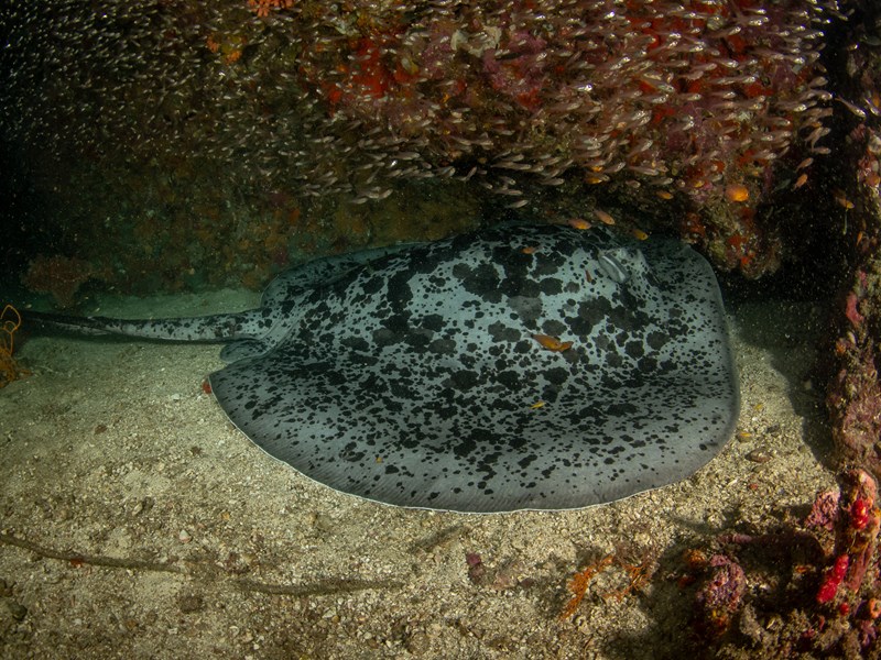 Raie marbrée à Richelieu Rock