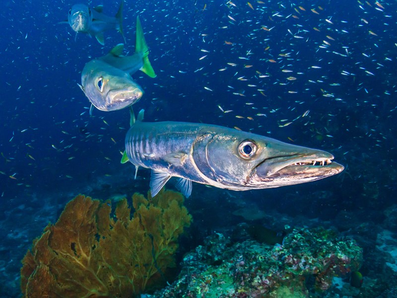 Barracudas à Sail Rock