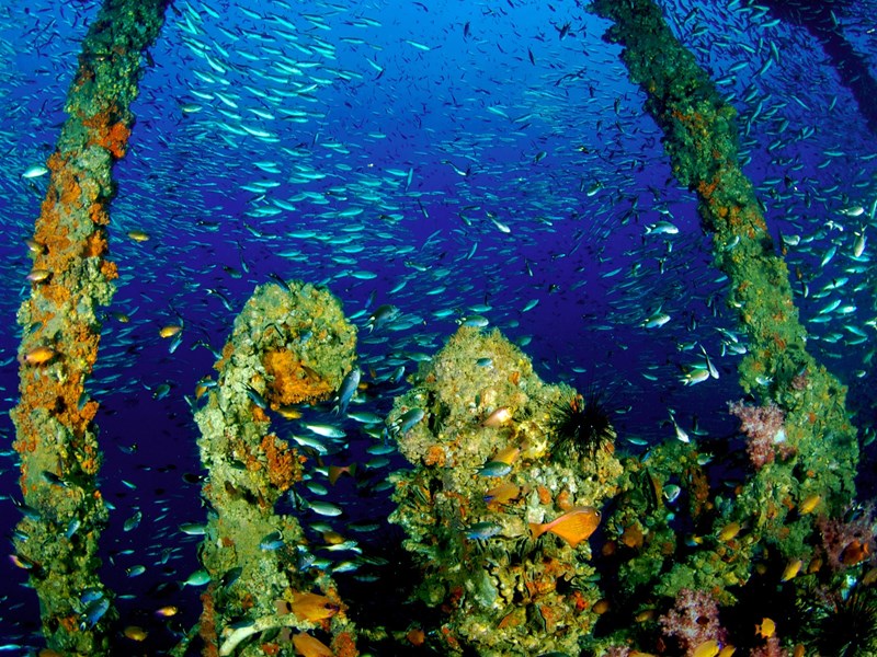 Sous les eaux de l'île Phi Phi