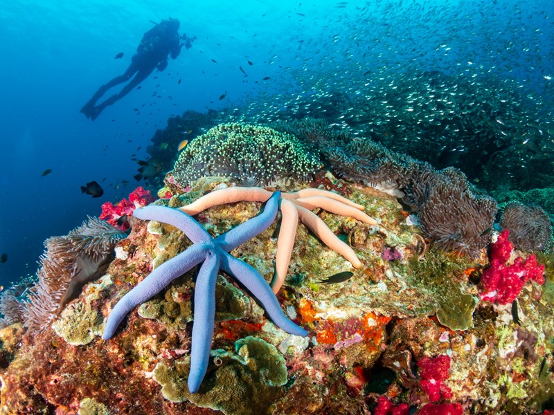 Étoiles de mer à Ko Nok