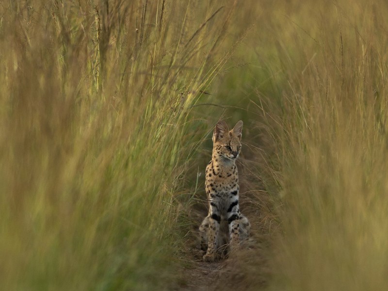 Félin discret du Masai Mara