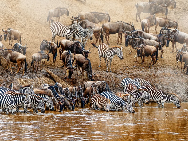 Migration sauvage