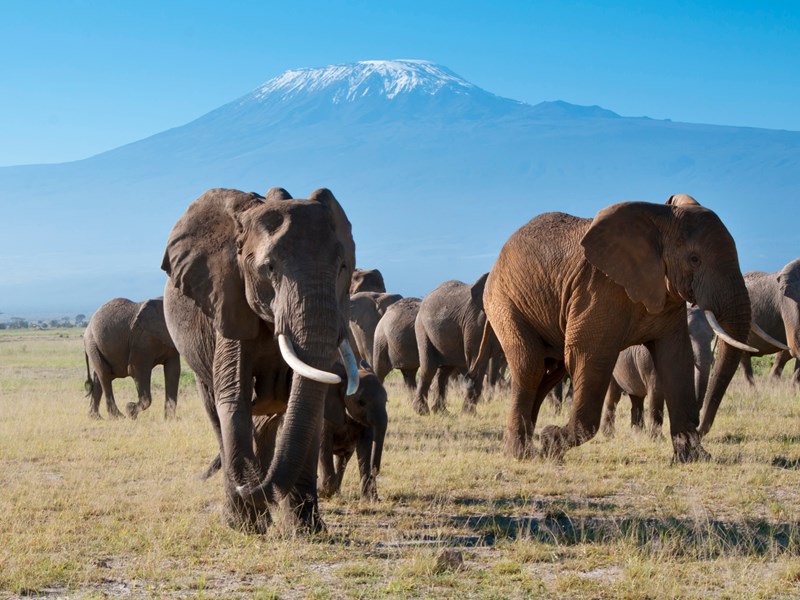 Éléphants d’Amboseli, face au Kilimandjaro
