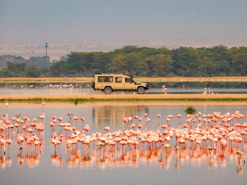Flamants roses du parc d’Amboseli