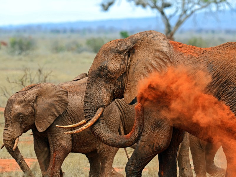 Bain de terre à Tsavo
