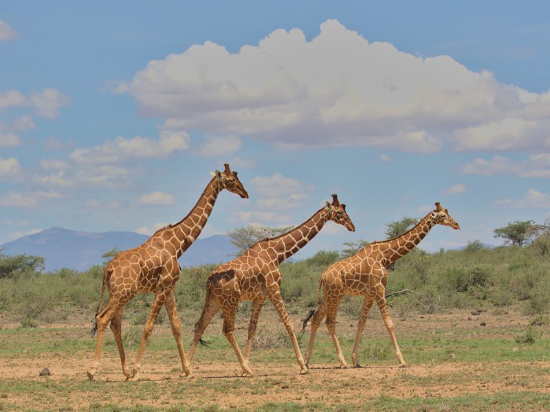 Girafes réticulées de Buffalo Springs