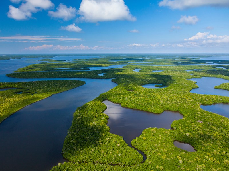 Les Everglades, l’un des écosystèmes les plus fascinants