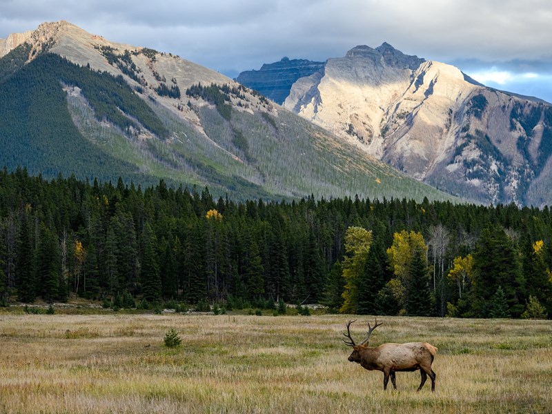 Un wapiti au cœur du parc national de Jasper