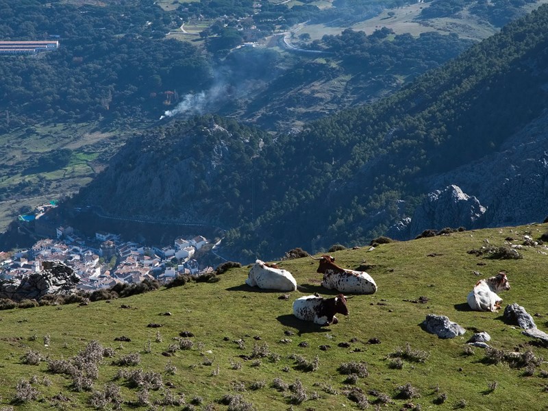 Admirez Grazalema et ses hauteurs au cœur du parc naturel