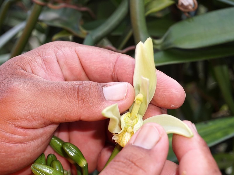 Le délicat processus de la pollinisation de la vanille