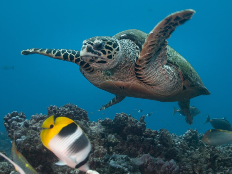 Nagez au plus près des tortues