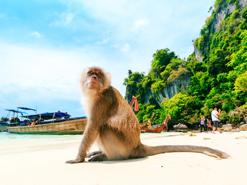 Amusez-vous avec la faune locale à Monkey Beach