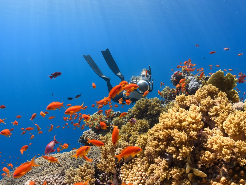 S'offrir des plongées inoubliables à Phuket